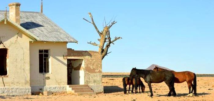 Дикие лошади Намибии
